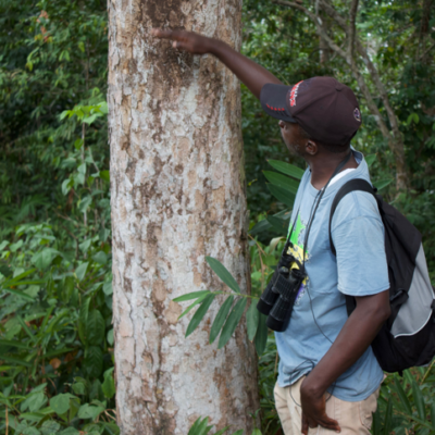 A person points to the trunk of a large tree in a forest, wearing a backpack and binoculars.