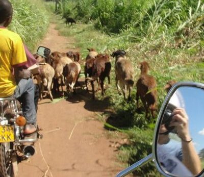 A man on a motorcycle follows a herd of goats on a dirt path, with tall grass on both sides.