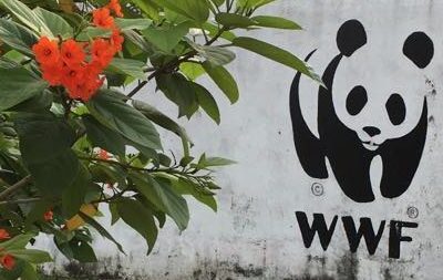 WWF panda logo on a white wall next to green leaves and orange flowers.