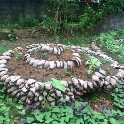 Spiral garden bed made with coconut shells, planted with young seedlings, surrounded by green foliage.